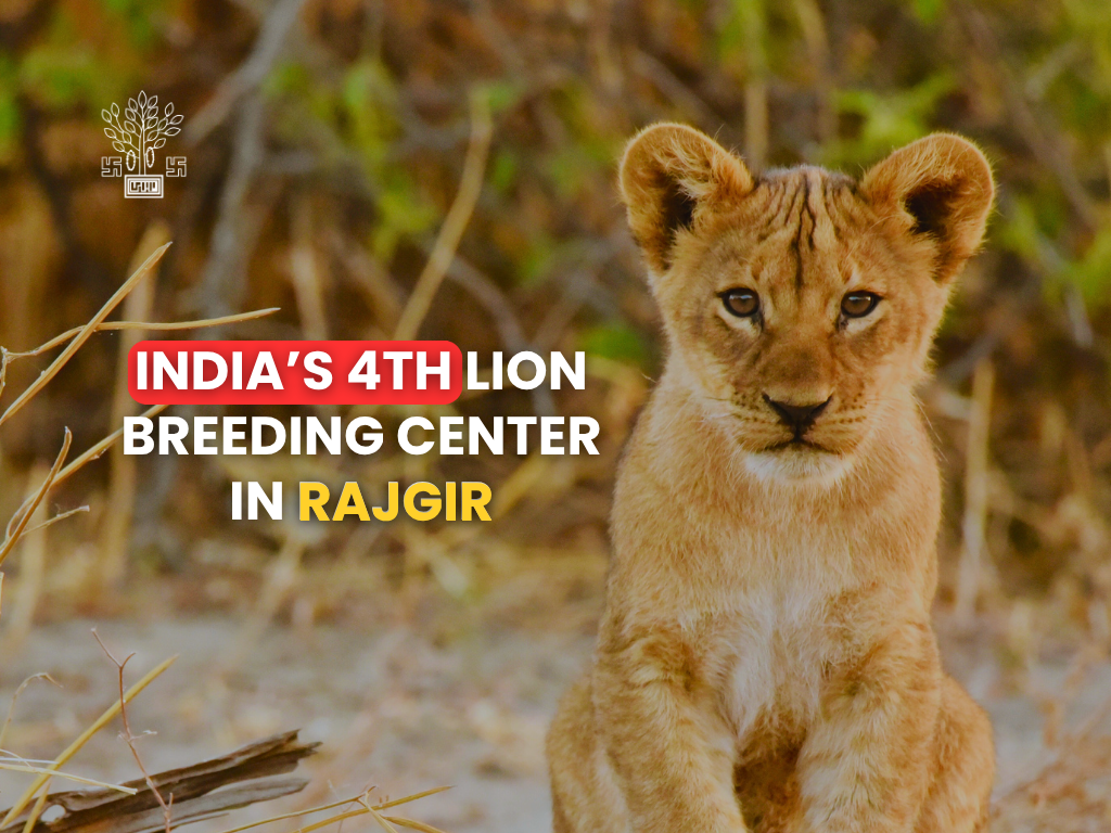 Rajgir Zoo Safari Bihar