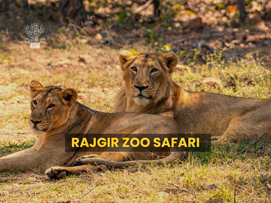 Rajgir Zoo Safar, Bihar